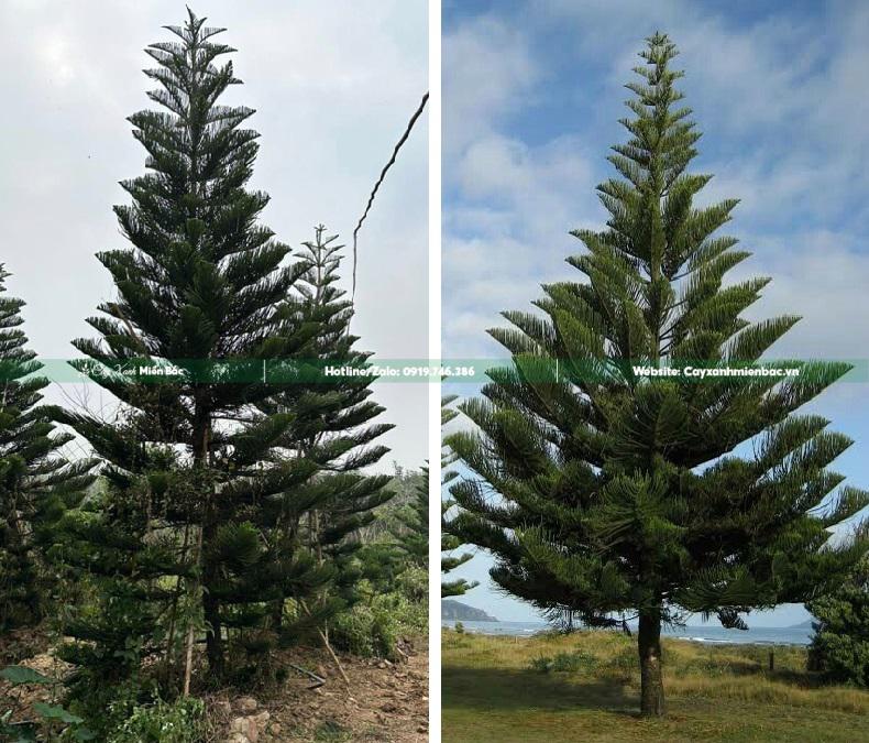 cây bách tán trồng resort